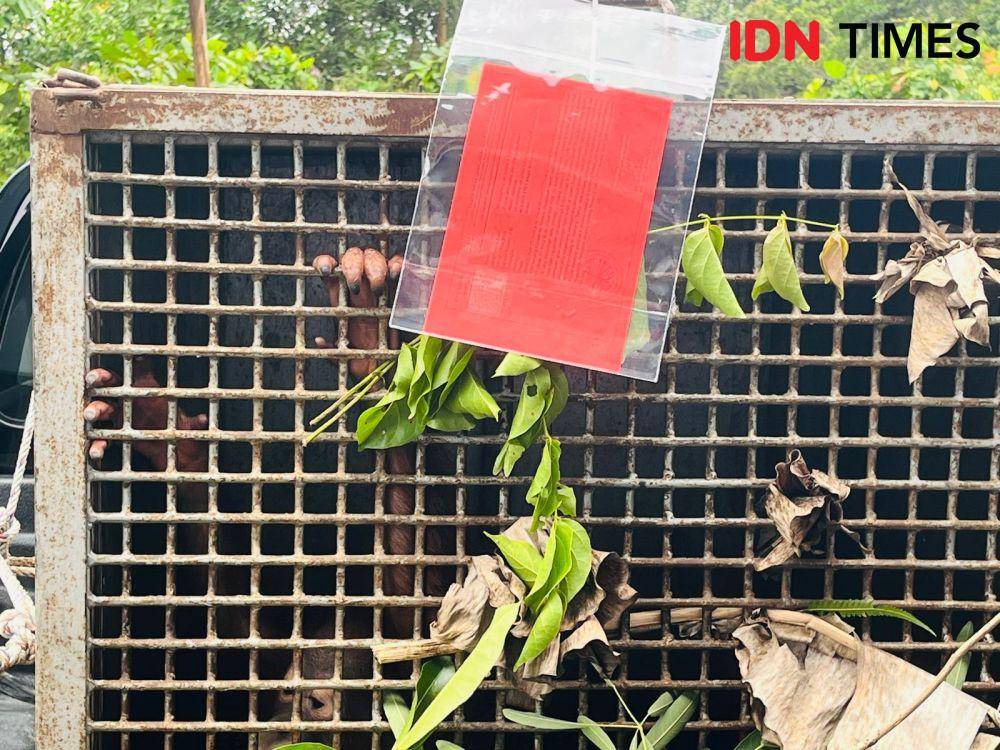 1 orangutan dijual dengan harga Rp13,5 juta. (IDN Times/Teri).