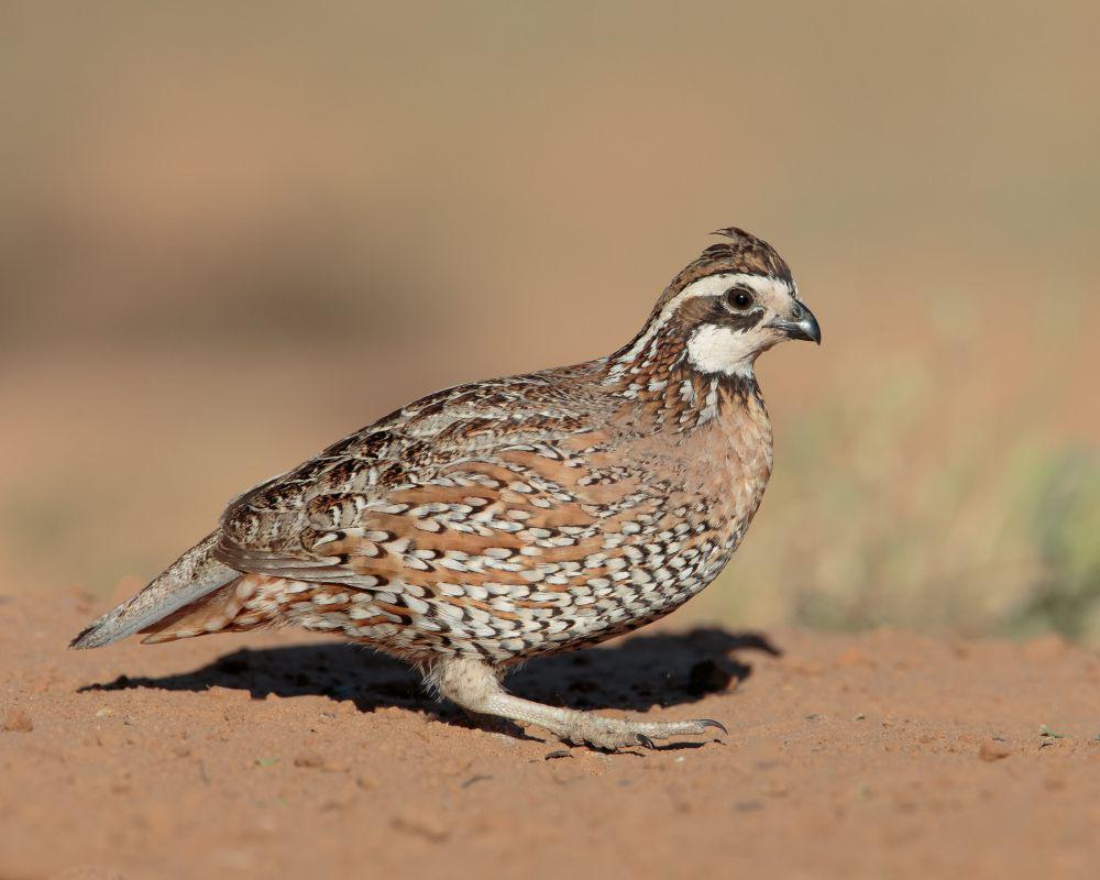 6 Fakta Northern Bobwhite, Punya Kelompok Sosial yang Kompak