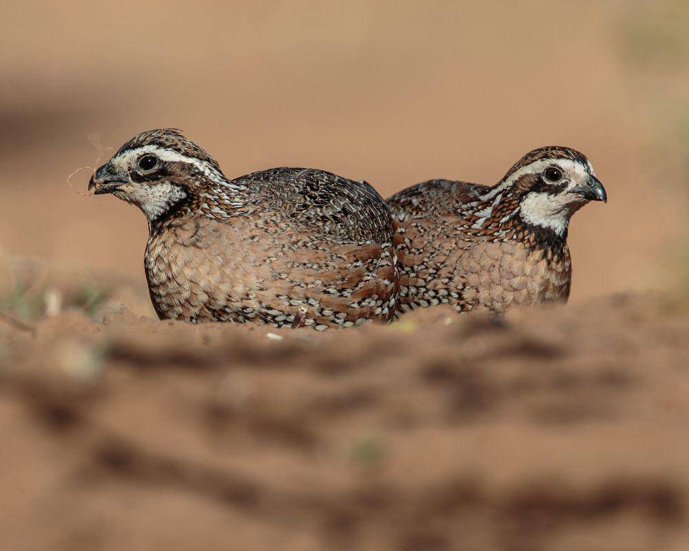 ilustrasi burung northern bobwhite (flickr.com/andymorffew)
