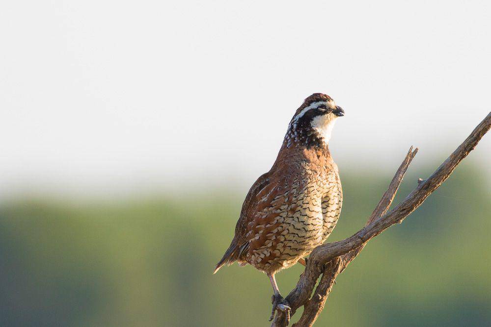 ilustrasi burung northern bobwhite (flickr.com/usfws_southwest)