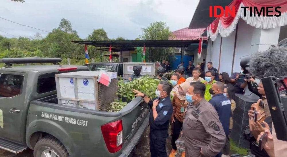 Pria di Melawi perdagangkan orangutan dan kukang. (IDN Times/Teri).