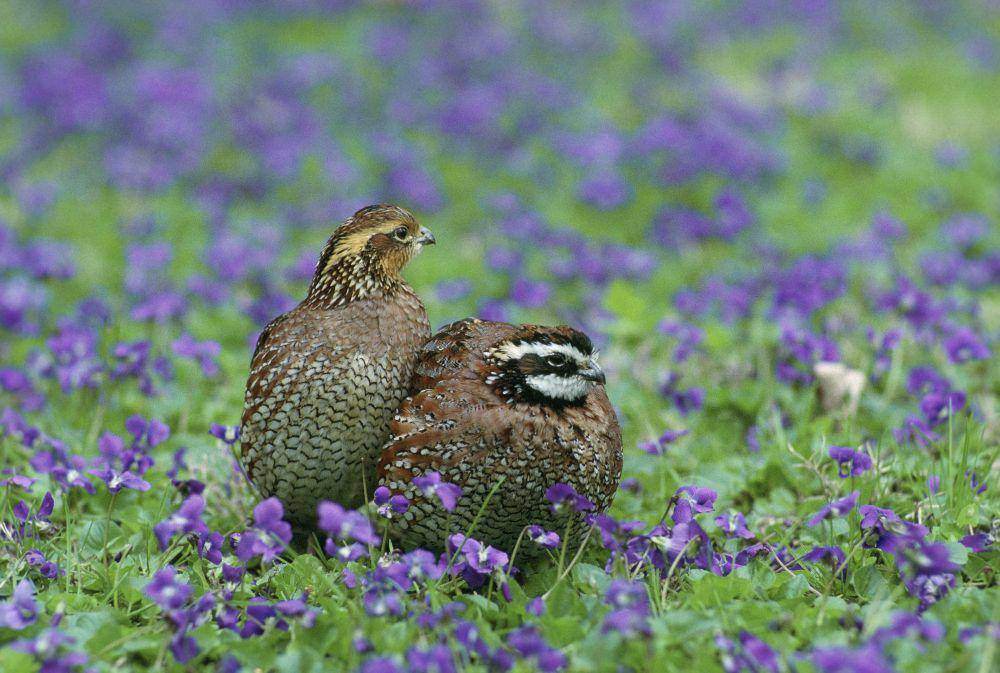 ilustrasi burung northern bobwhite betina dan jantan (flickr.com/usfwshq)