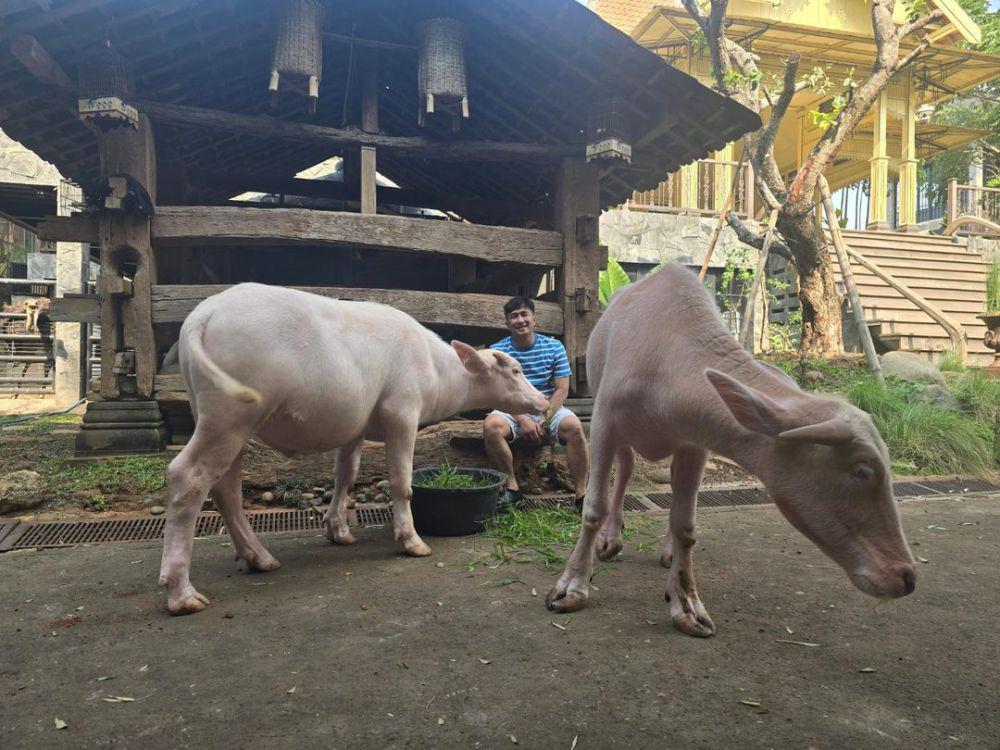 potret Irfan Hakim mengembala sapi dan kerbau (instagram.com/irfanhakim75)