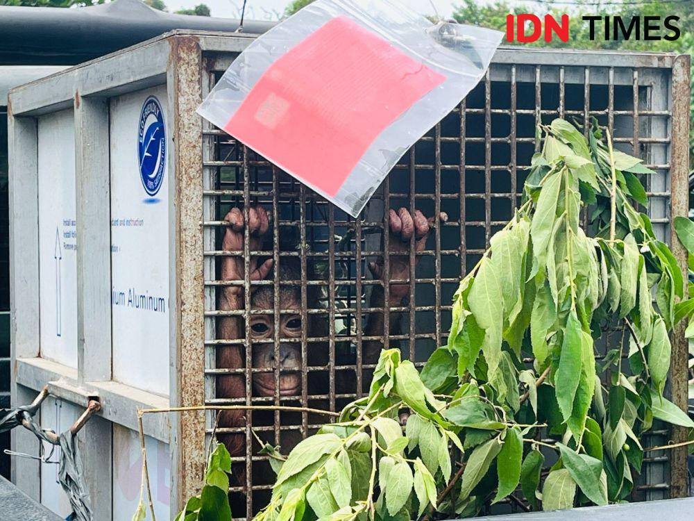 2 individu orangutan jadi korban perdagangan warga Melawi. (IDN Times/Teri).