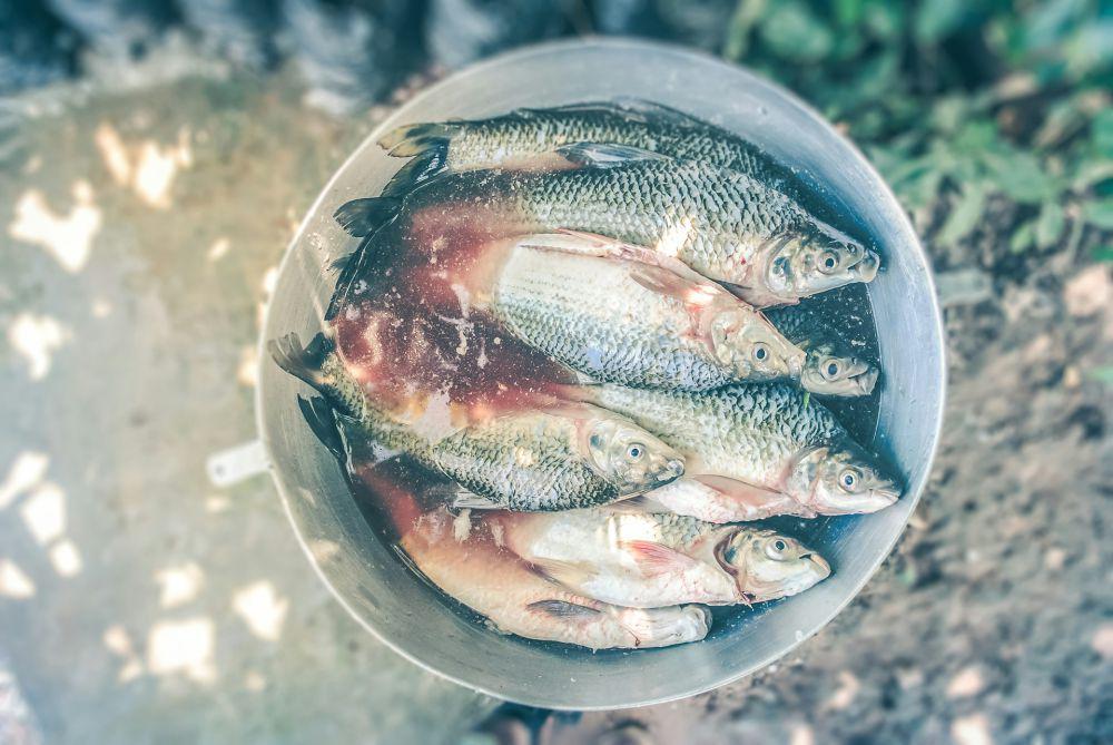 ilustrasi ikan segar (unsplash.com/Jairo Alzate)