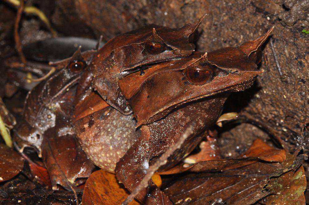 Kodok (inaturalist.org/Kai Ren)