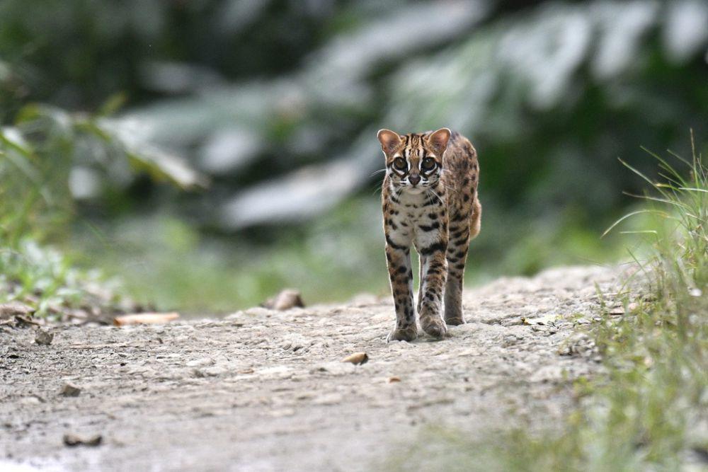 7 Fakta Kucing Hutan, Bisa Menggonggong dan Jago Berenang