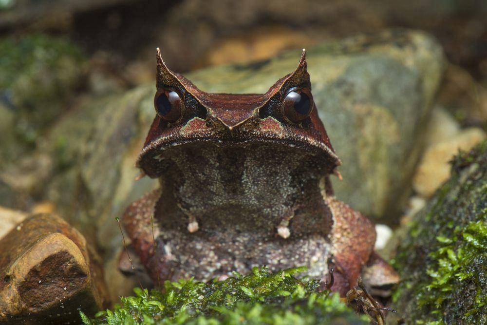 Kodok, salah satu hewan yang bisa ditemui di rawa Kalimat (inaturalist.org/birdtan)