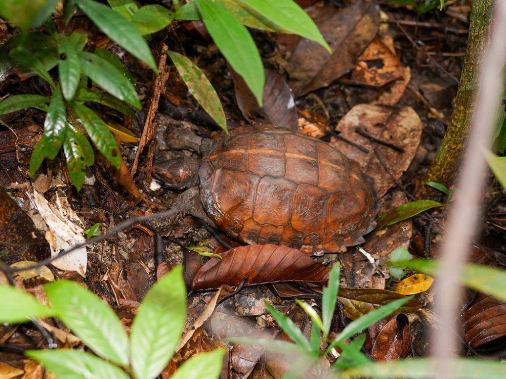 Kura-kura (inaturalist.org/Cheongweei Gan)