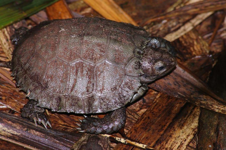 Kura-kura hutan asia (inaturalist.org/Rémi Bigonneau)