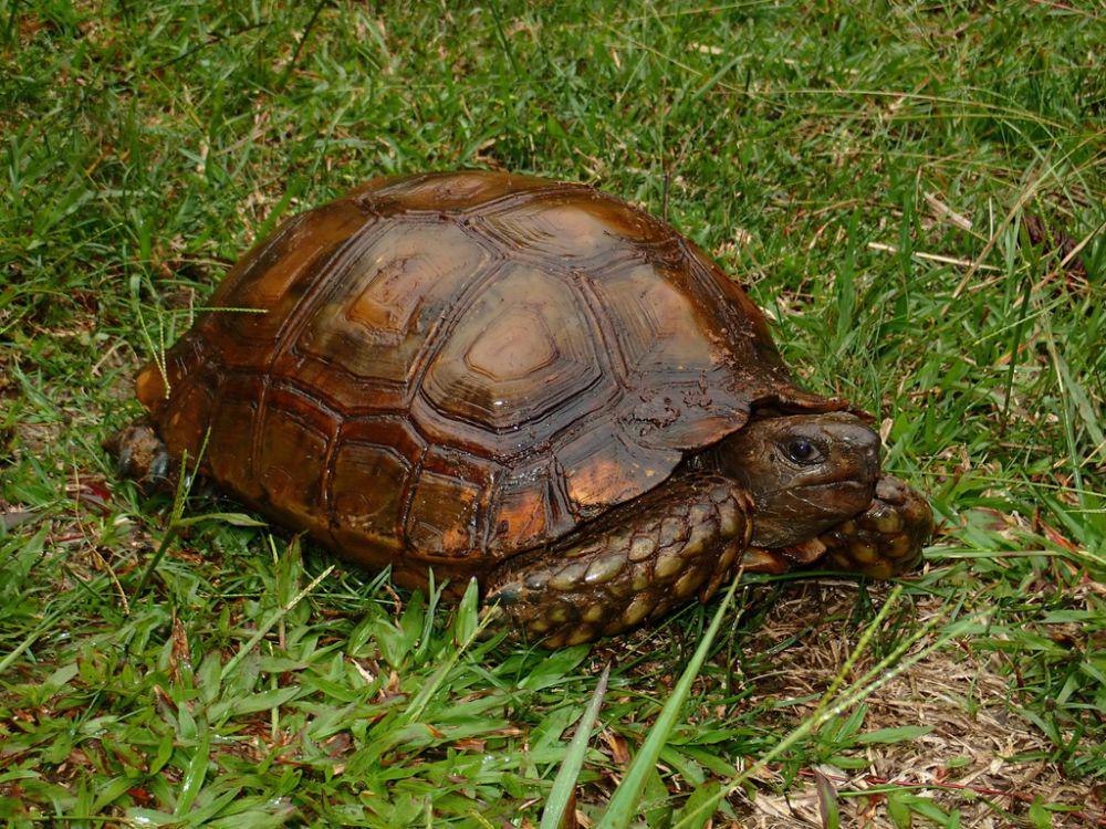 Kura-kura hutan asia (inaturalist.org/Albert Kang)