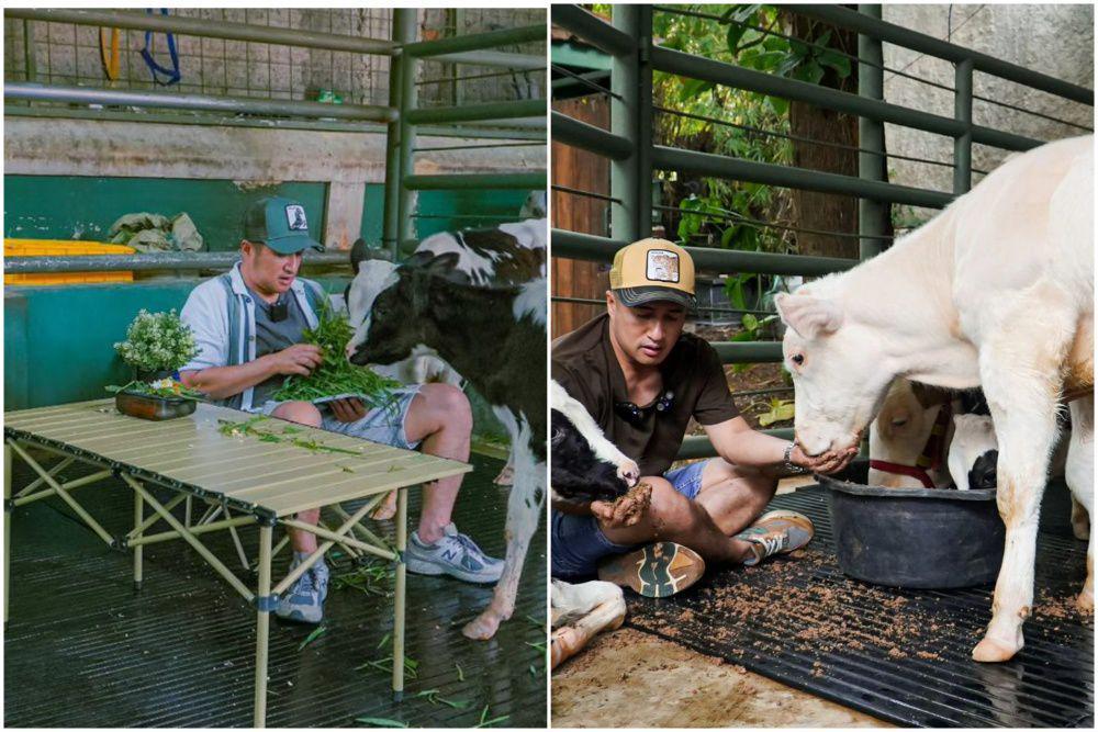 potret Irfan Hakim mengembala sapi dan kerbau (instagram.com/irfanhakim75)