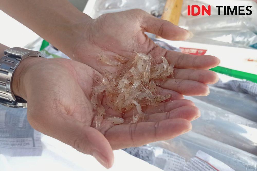 Polri Gagalkan Penyelundupan Benih Lobster di Banten Senilai Rp32,8 M