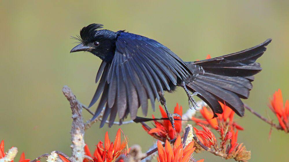 Greater racket-tailed drongo (commons.m.wikimedia.org/Md Shahanshah Bappy)