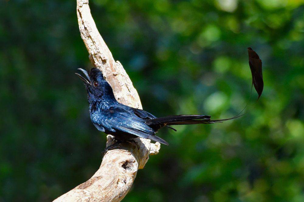Greater racket-tailed drongo (commons.m.wikimedia.org/Shiv's Forografia)