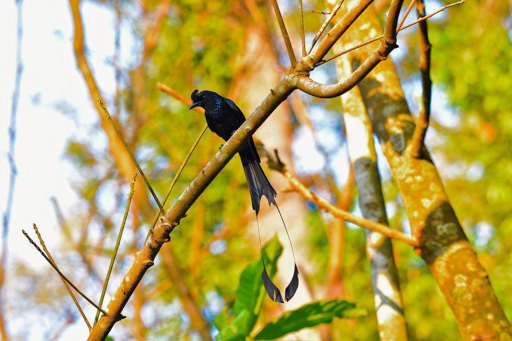 Greater racket-tailed drongo (commons.m.wikimedia.org/Shiv's Forografia)