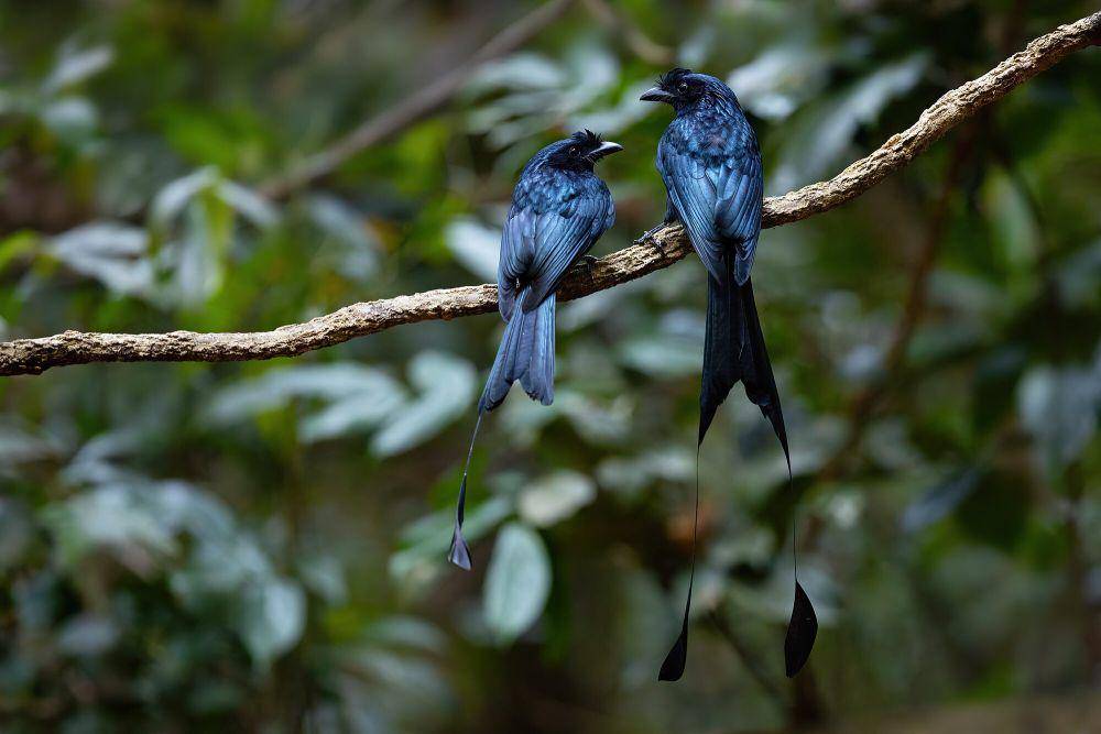 Greater racket-tailed drongo (commons.m.wikimedia.org/JJ Harrison)