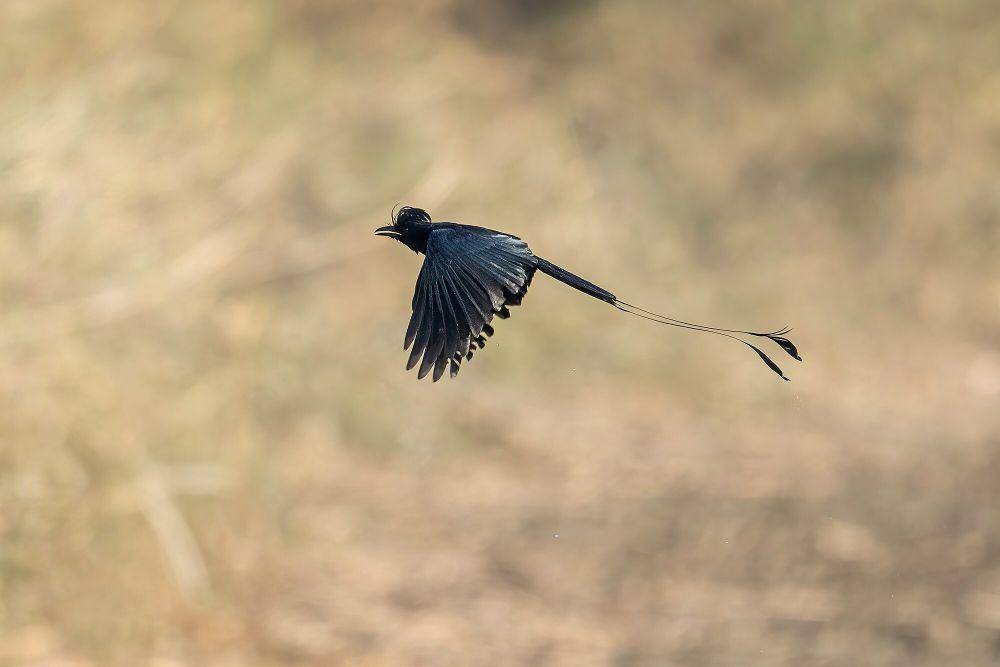 Greater racket-tailed drongo (commons.m.wikimedia.org/Mildeep)