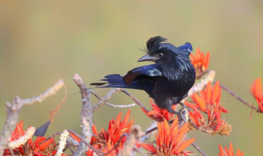 Greater racket-tailed drongo (commons.m.wikimedia.org/Md Shahanshah Bappy)