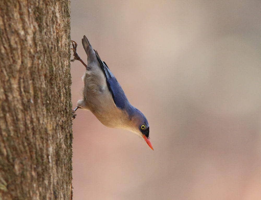Munguk beledu (commons.m.wikimedia.org/Vimal Rajyaguru)