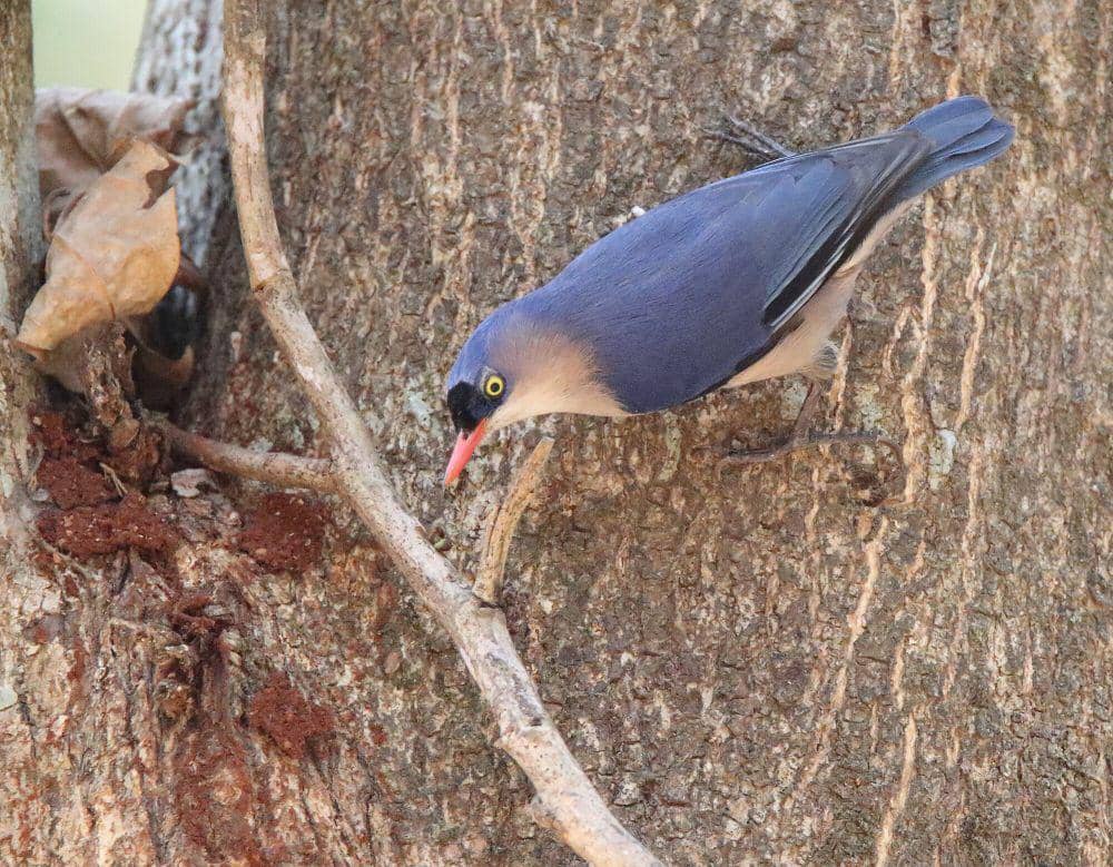 Munguk beledu (commons.m.wikimedia.org/Vimal Rajyaguru)