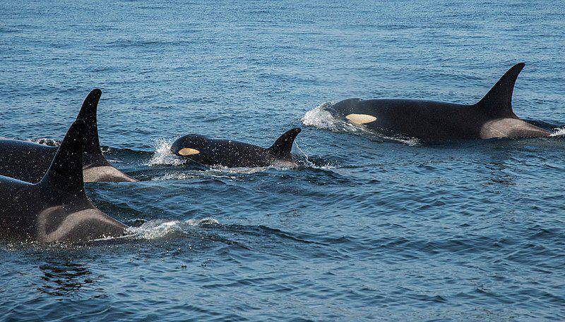 kelompok orca yang bergerak dengan kompak (commons.wikimedia.org/Katy Foster)