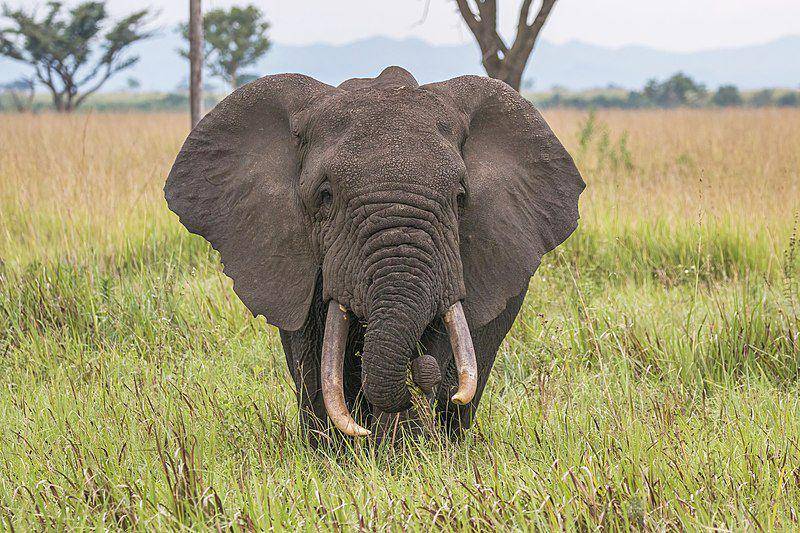 seekor gajah afrika dewasa (commons.wikimedia.org/ Charles J. Sharp)