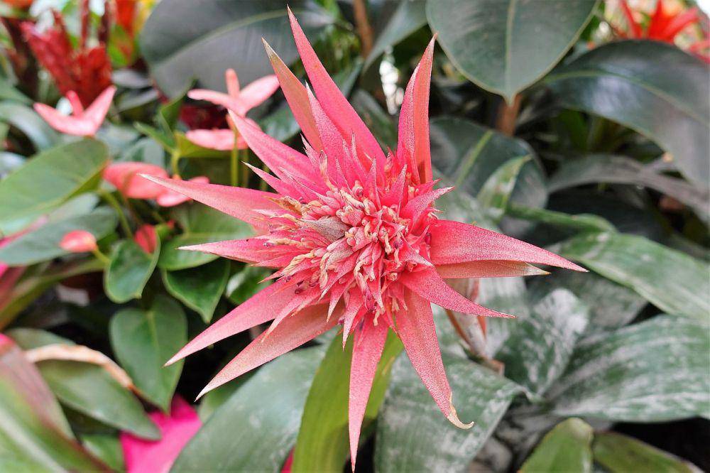 Tanaman bromelia. (pixabay.com/Iso Tuor)