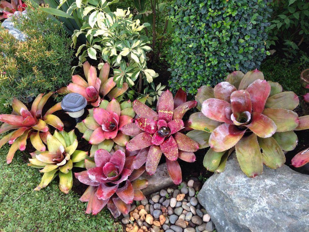 5 Fakta Menarik Bromelia, Tanaman yang Bisa Menyimpan Air