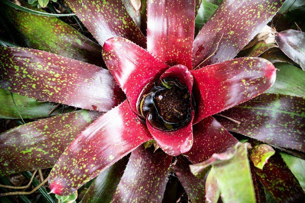 Tanaman bromelia meningkatkan kualitas udara. (unsplash.com/Don Ricardo)