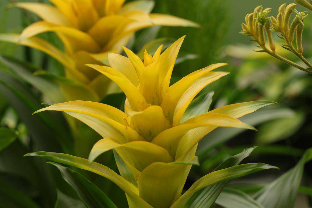 Keragaman bentuk tanaman bromelia. (pixabay.com/Marjon Besteman)