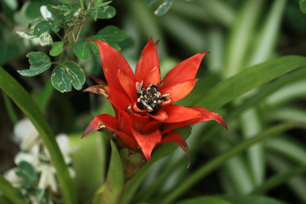 Tanaman bromelia. (pexels.com/Jeffry Surianto)