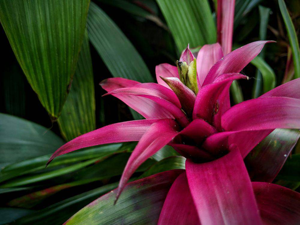 Tanaman bromelia. (unsplash.com/Sabine Ojeil)