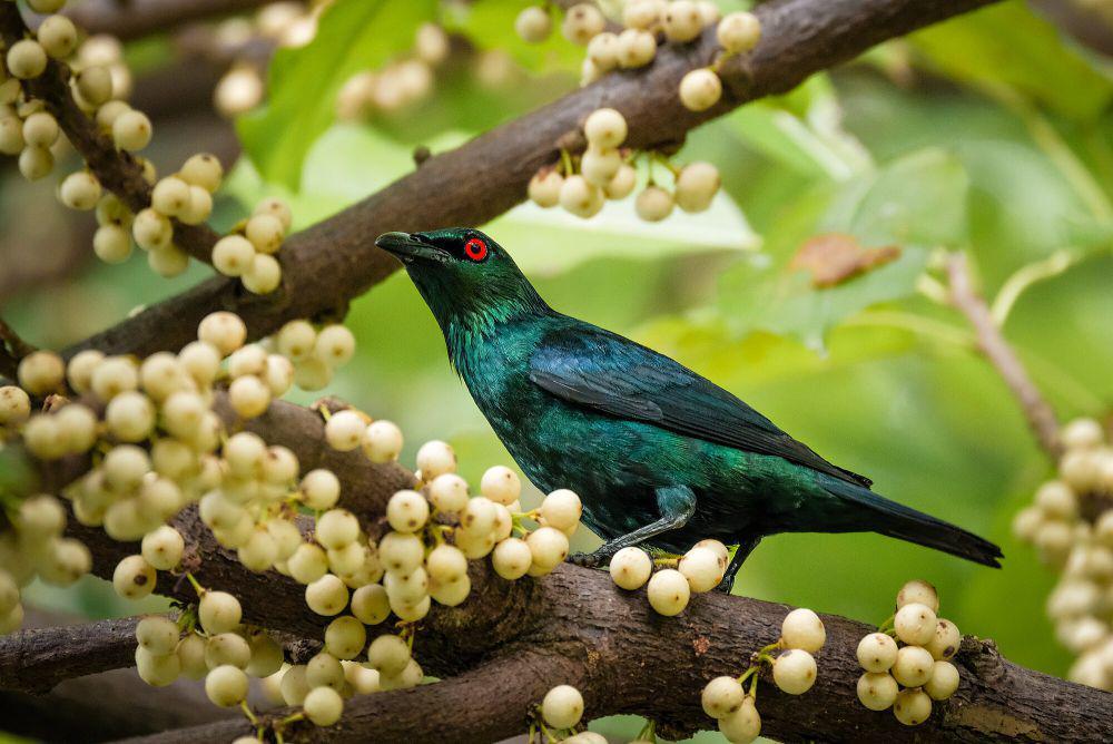 5 Fakta Perling Kumbang, Pecinta Buah Lunak yang Berisik