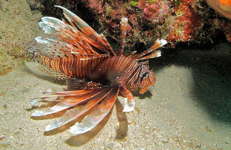 Red lionfish (commons.wikimedia.org/Bernard Dupont)