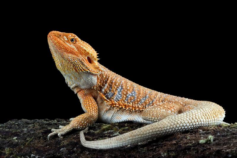 Bearded dragon. (Safarivet.com)