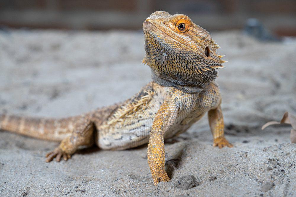 Bearded dragon. (Kb.rspca.org.au)