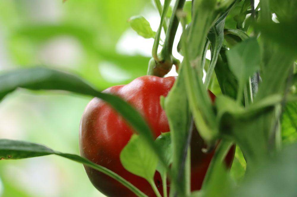 ilustrasi buah paprika (pixabay.com/drvivasayam)