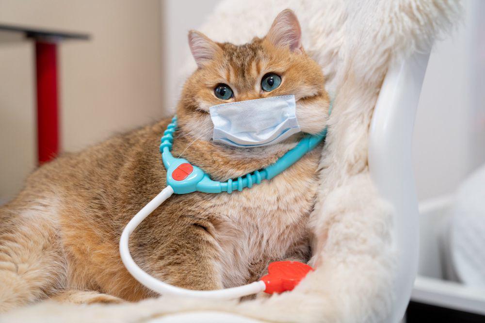 potret kucing jadi tenaga kesehatan (x.com/Hosico_cat)