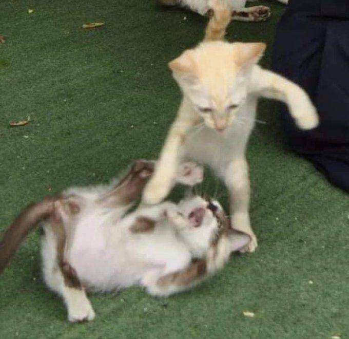 potret lucu kucing marah besar sampai memukul (x.com/reactjpg)