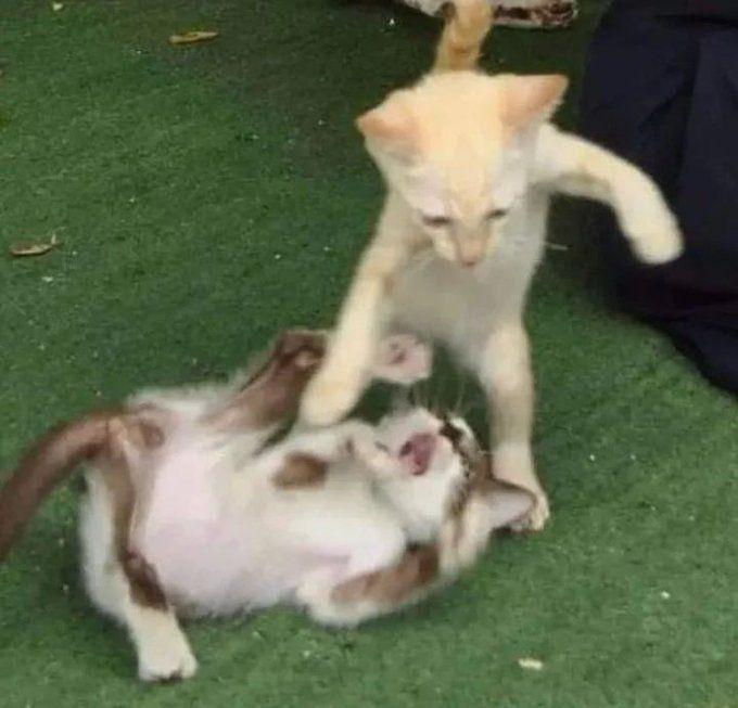 potret lucu anak kucing oren bersama kucing lain (x.com/360PERCENT)