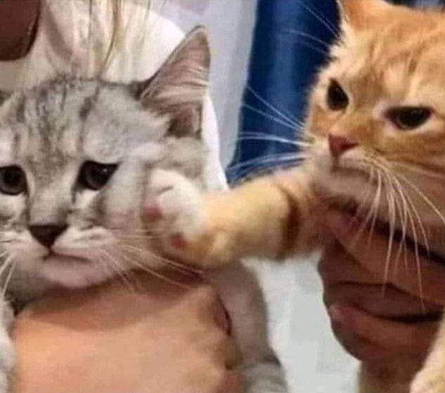 potret lucu kucing marah besar sampai memukul (x.com/PunchingCat)