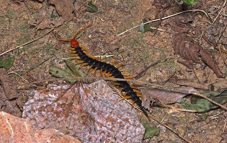 Giant centipede (commons.wikimedia.org/Insects Unlocked)