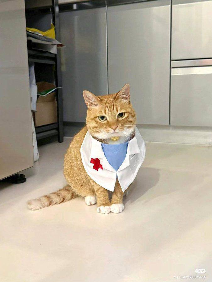 potret kucing jadi tenaga kesehatan (x.com/CatWorkers)
