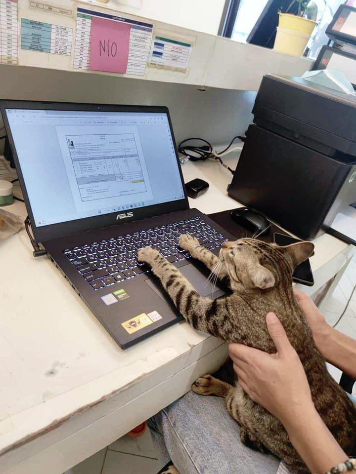 potret lucu kucing kantor bekerja jadi penyemangat (x.com/CatWorkers)