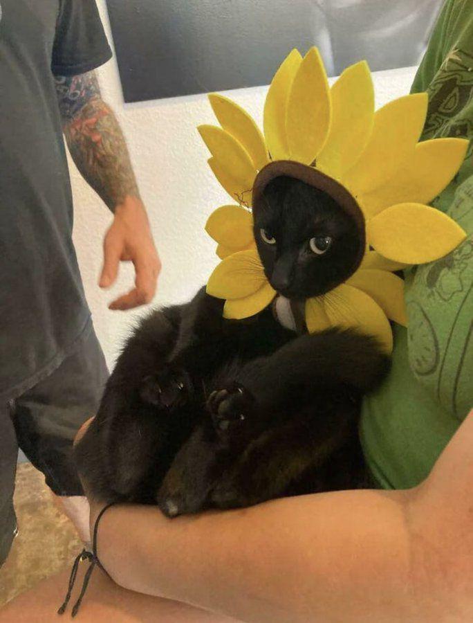potret kucing cosplay bunga matahari (x.com/gatinarios)