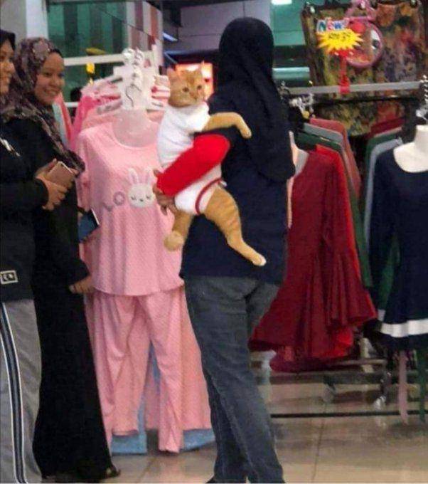 potret lucu kucing ikut hooman berbelanja (x.com/PunchingCat)