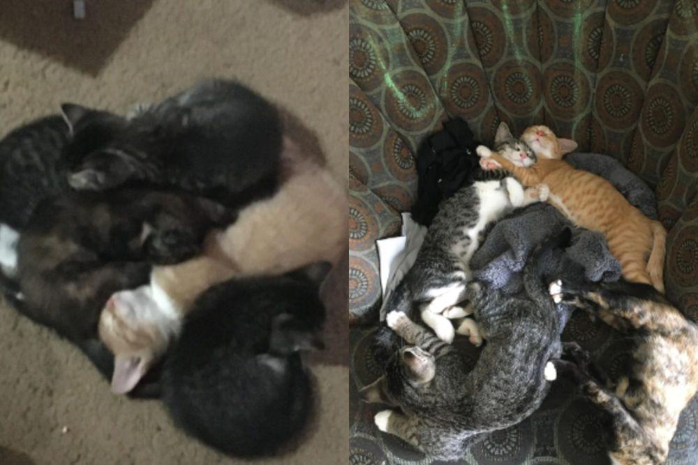 potret lucu anak kucing oren bersama kucing lain (reddit.com/Cautious-or-paranoid)