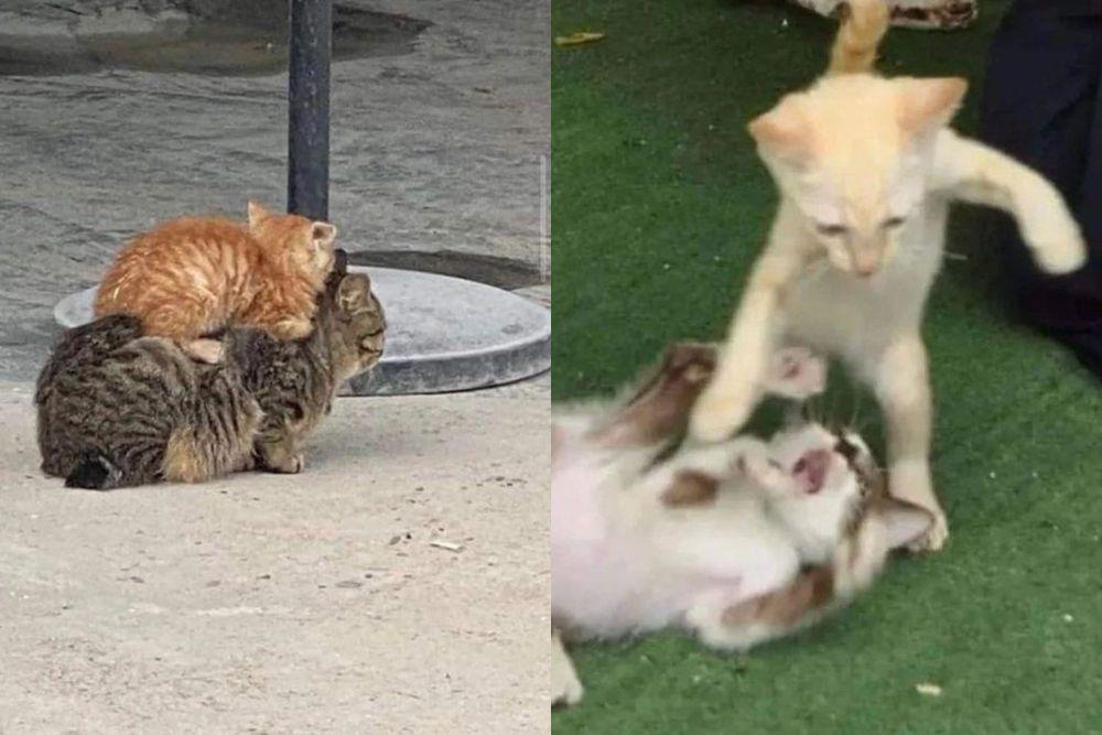 potret potret lucu anak kucing oren bersama kucing lain (x.com/PunchingCat I x.com/360PERCENT)