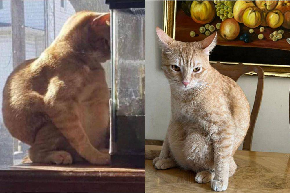 kolase potret cara duduk aneh kucing oren (reddit.com/Teeeeedubbb I reddit.com/ChewyChao)